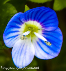 ppl wetlands blue flower- (1 of 1)