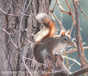 red squirrel (1 of 1)