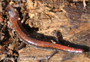 salamander (1 of 1)