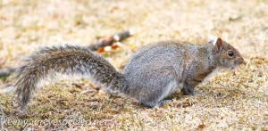 squirrel 1 (3 of 34)