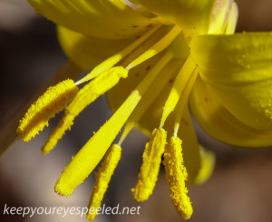 trout lily (1 of 1)