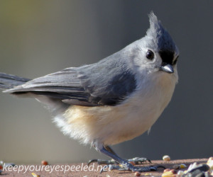 tufted titmouse 2 (1 of 1)