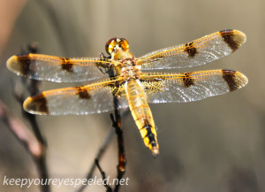 Broad Mountain dragon fly (42 of 44)