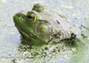 PPL wetlands frog (1 of 1)