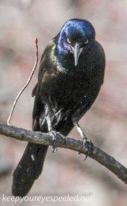 grackle (1 of 1)