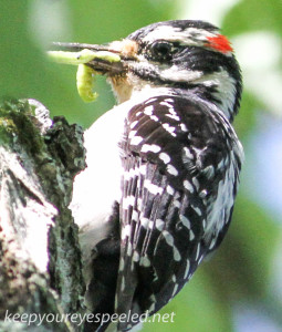 hairy woodpecker 4 (1 of 1)