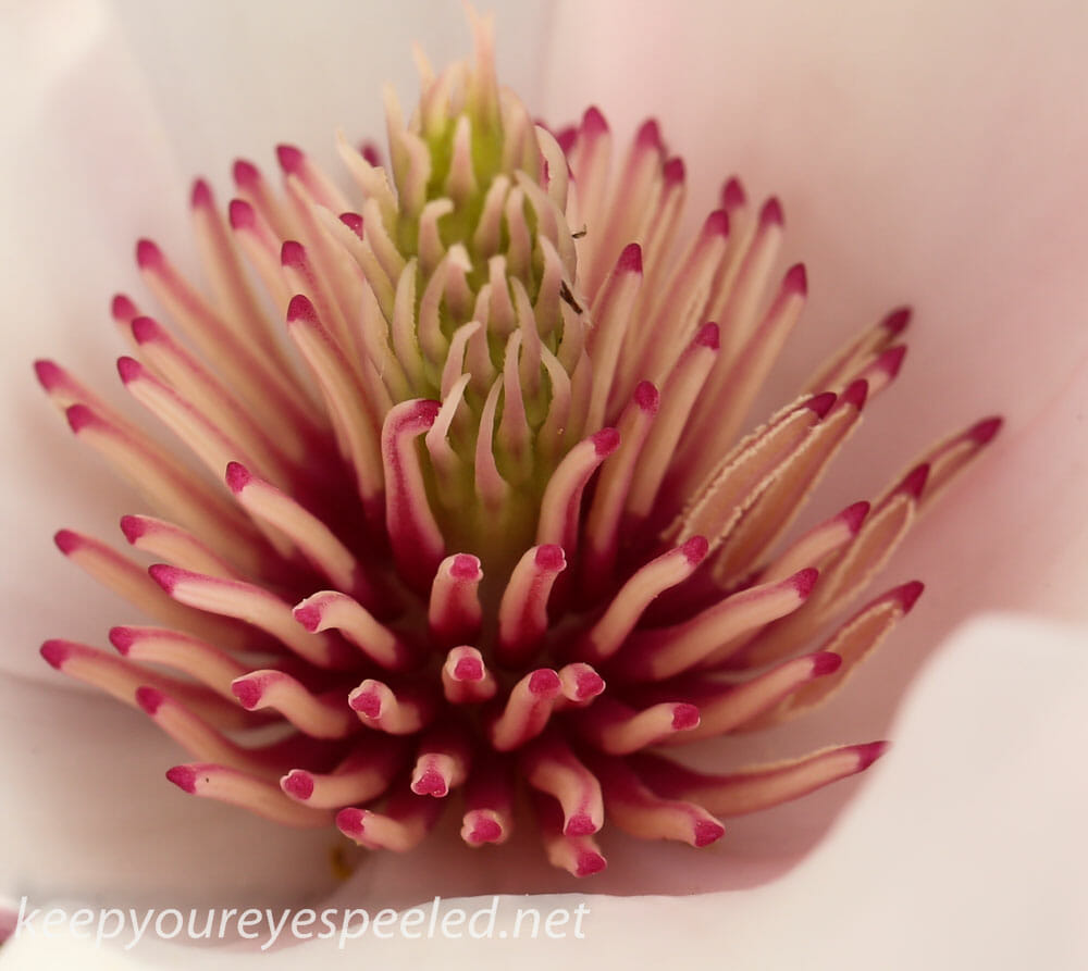 magnolia flower (4 of 27)