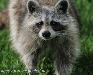raccoon 2 (1 of 1)