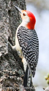 red-bellied woodpecker (1 of 1)