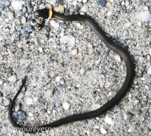 ring-necked snake (1 of 1)