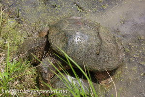 snapping turtle and PPL Wetlands  (25 of 26)