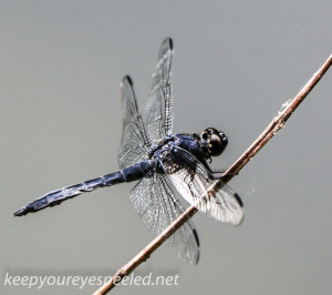 Lehigh Canal  dragonfly 021 (1 of 1)