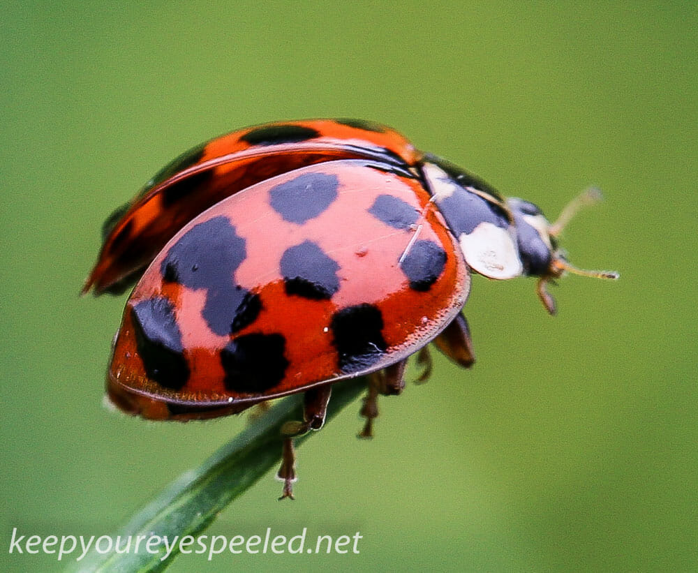 Macro  hike ladybug 142 (1 of 1)