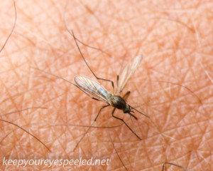 Macro  hike mosquito  (1 of 1)