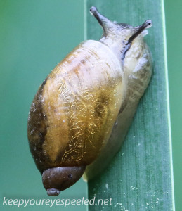 Macro  hike snail 055 (1 of 1)