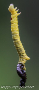 Picton wildlife sanctuary caterpillar 4 (1 of 2)