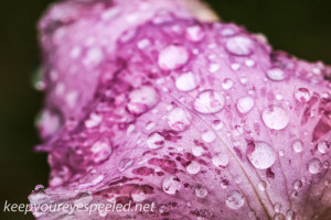 Rainy day macro  iris  (1 of 1)