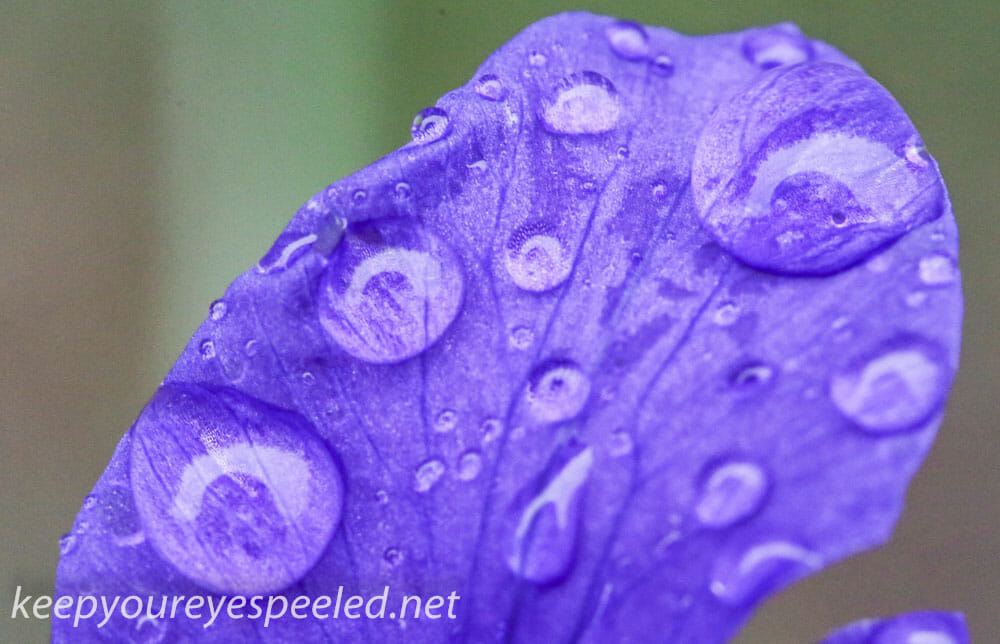 Rainy day macro  iris 2 (1 of 1)