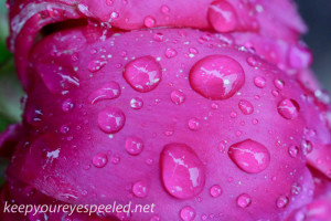 Rainy day macro rose (1 of 1)