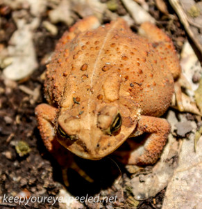 Tuscarora State Park American toad 108 (1 of 1)