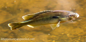 Weissport fish 209 (1 of 1)
