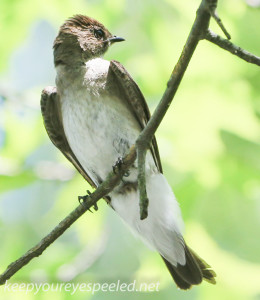 Weissport kingbird (1 of 1)