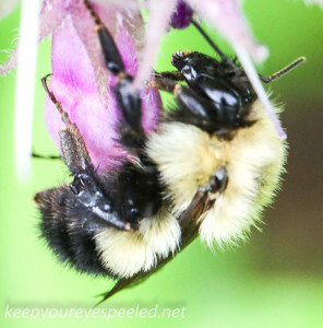 macro thistle  bee 26 (1 of 1)