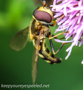 macro thistle  bug wasp 84 (1 of 1)