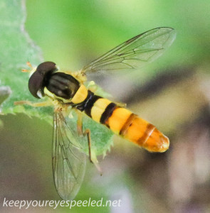 Macro wasp and fly 035 (1 of 1)