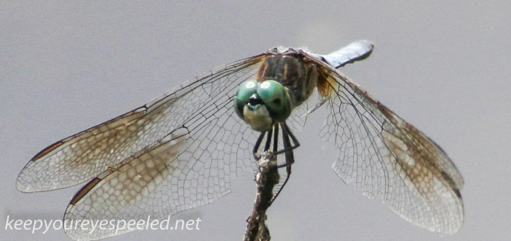 PPL Wetlands dragonflies 123 (1 of 1)