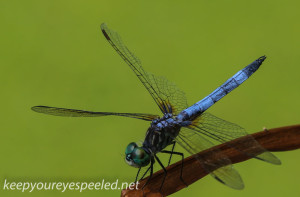 PPL  Wetlands dragonfly 064 (1 of 1)