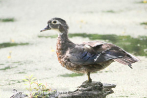 PPl Wetlands wood duck 058 (1 of 1)
