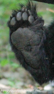 bear  paw (1 of 1)