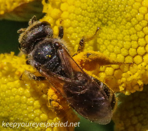 macro bee and tansy 438 (1 of 1)