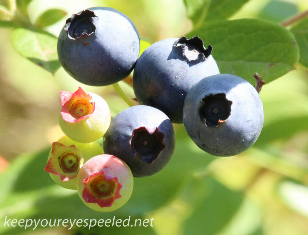 macro blueberries 142 (1 of 1)