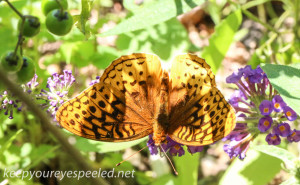 macro butterfly 281 (1 of 1)