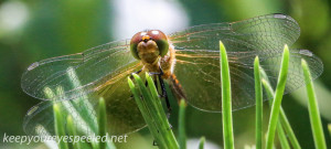 macro dragonfly 334 (1 of 1)
