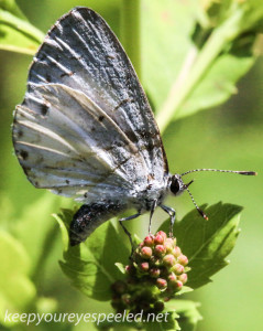 macro moth 335 (1 of 1)