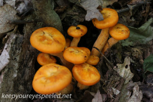 macro mushrooms (21 of 23)