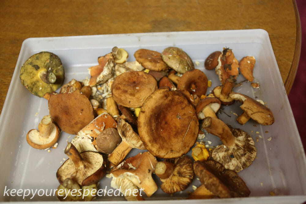 macro mushrooms (23 of 23)