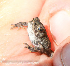 macro toad (1 of 1)