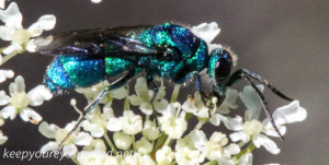 macro wasp  240 (1 of 1)