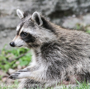 raccoon 044 (1 of 1)