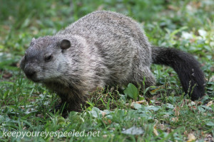 PPL Riverlands groundhog  (2 of 3)