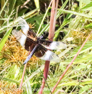 PPL Wetlands dragonfly (1 of 1)