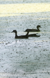 PPL  Wetlands ducks (1 of 1)