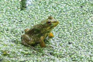 PPL Wetlands frog 2 (1 of 1)