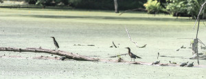 PPL Wetlands green herons (1 of 1)