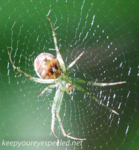 PPL  Wetlands spider (1 of 1)