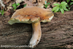 mushroom hike  (18 of 31)